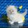 What Ragdoll Kittens For Sale Florida Is – and What It Is Not