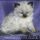 A Startling Fact about Ragdoll Kittens For Sale In Ga Uncovered