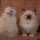 A Secret Weapon for Ragdoll Kittens For Sale In Pa