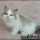 The 5-Minute Rule for Ragdoll Kittens For Sale In Tn
