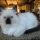 Unbiased Report Exposes The Unanswered Questions on Ragdoll Kittens For Sale In Va