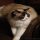 The Number One Question You Must Ask for Ragdoll Kittens For Sale Nc