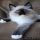 How to Choose Ragdoll Kittens For Sale Near Me