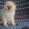 A Secret Weapon for Ragdoll Kittens For Sale NY