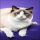 The New Fuss About Russian Blue Kittens For Sale Ma