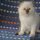 The Secrets About Ragdoll Kittens Sacramento CA You Can Learn From TV