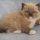 The Next Big Thing in Ragdoll Kittens Virginia
