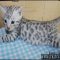 The Most Incredibly Neglected Solution for Real Kittens For Sale