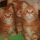 The Worst Advice You Could Ever Get About Red Maine Coon Kitten