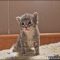 Who Else Wants to Learn About Rescue Kittens Near Me?