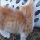 Rug Hugger Munchkin Kittens: A Simple Definition