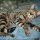 Savannah Kittens For Adoption