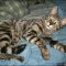 Savannah Kittens For Adoption