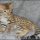 Choosing Savannah Kittens For Sale Cheap