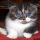 What Everybody Dislikes About Scottish Fold Kittens For Sale Pa and Why