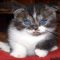 What Everybody Dislikes About Scottish Fold Kittens For Sale Pa and Why