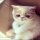 What to Do About Short Haired Persian Kittens Before You Miss Your Chance