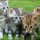 The Chronicles of Shots For Kittens Cost