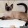 The Appeal of Siamese Kittens For Sale In Ma