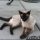 The Insider Secret on Siamese Kittens For Sale In Michigan Discovered