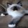 Definitions of Siamese Kittens For Sale In Ohio