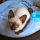 Fraud, Deceptions, and Downright Lies About Siamese Kittens For Sale In Pa Exposed