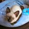 Fraud, Deceptions, and Downright Lies About Siamese Kittens For Sale In Pa Exposed