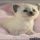 Purchasing Siamese Kittens For Sale Indiana