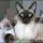 Siamese Kittens For Sale Near Me – What Is It?