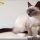 Nine Siamese Kittens New York: What No One Is Talking About