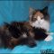 What Is So Fascinating About Siberian Kittens For Sale Ohio?