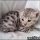 The 5-Minute Rule for Silver Bengal Kittens For Sale