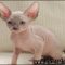 The Unexposed Secret of Sphynx Kittens For Sale In Michigan