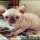 The Upside to Sphynx Kittens For Sale NY