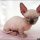 How to Choose Sphynx Kittens For Sale Pa