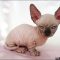 How to Choose Sphynx Kittens For Sale Pa