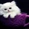 Get the Scoop on Teacup Persian Kittens For Sale Near Me Before You’re Too Late