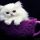 Get the Scoop on Teacup Persian Kittens For Sale Near Me Before You’re Too Late