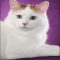 Top Advice on Turkish Van Kittens For Sale