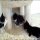 New Ideas Into Tuxedo Kittens For Sale Never Before Revealed