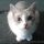 New Article Reveals the Low Down on What Breed Is My Cat Quiz and Why You Must Take Action Today