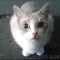 New Article Reveals the Low Down on What Breed Is My Cat Quiz and Why You Must Take Action Today New Article Reveals the Low Down on What Breed Is My Cat Quiz and Why You Must Take Action Today