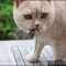 What Can Kittens Eat Help!