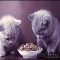 The New Fuss About What To Feed A Kitten