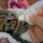 The Hidden Truth About What To Feed Baby Kittens Exposed