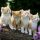 The New Fuss About What To Feed Kittens