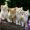 The New Fuss About What To Feed Kittens