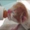 A Guide to What To Feed Newborn Kittens A Guide to What To Feed Newborn Kittens