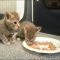 The Definitive Strategy for When Can Kittens Eat Hard Food