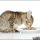 The Biggest Myth About When Can Kittens Eat Wet Food Exposed